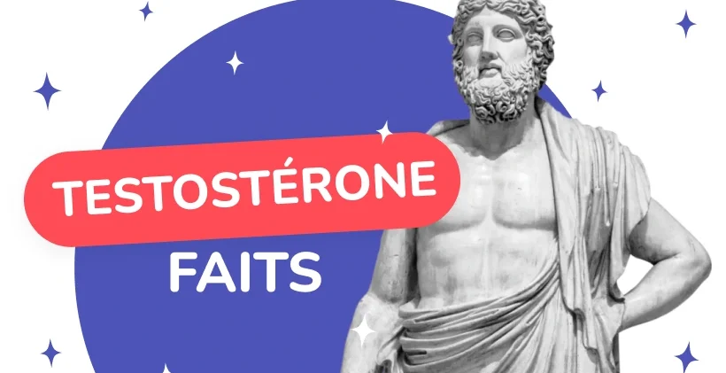 La testostérone caractères sexuels masculins